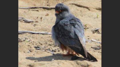 Red-footed Falcon