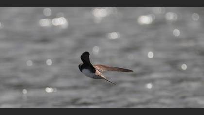 Sand Martin