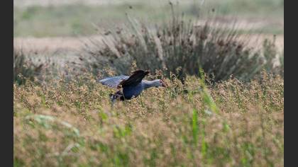 Grey-headed Swamphen