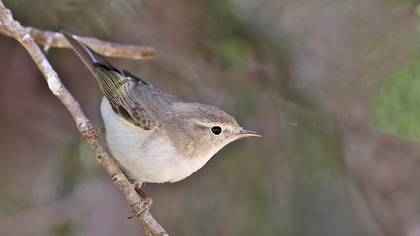 Eastern Bonelli`s Warbler