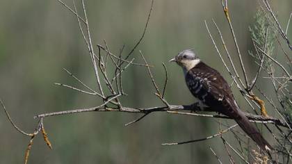 Great Spotted Cuckoo