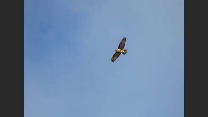 Common Buzzard