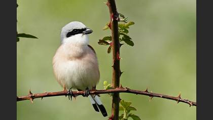 Red-backed Shrike