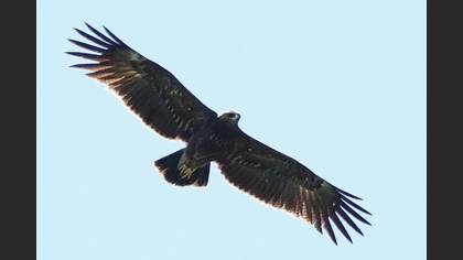 Lesser Spotted Eagle