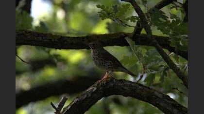 Song Thrush