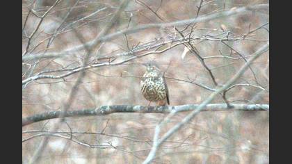 Mistle Thrush