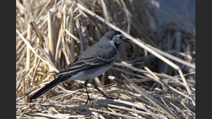 White Wagtail
