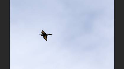 European Bee-eater