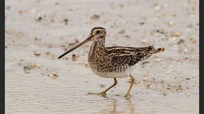 Common Snipe