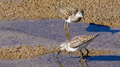 Wood Sandpiper