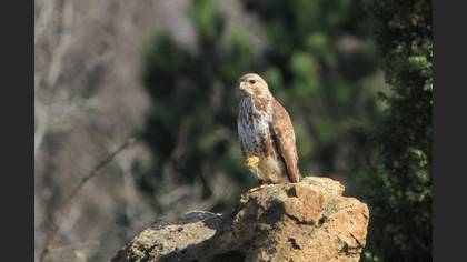 Common Buzzard