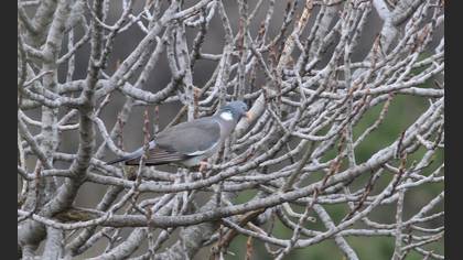 Common Wood Pigeon