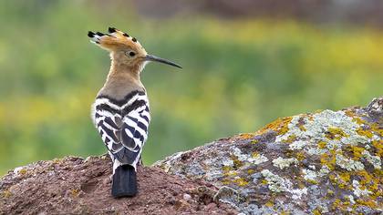 Common Hoopoe