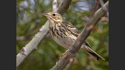 Tree Pipit
