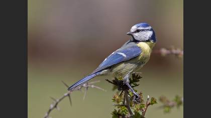 Eurasian Blue Tit