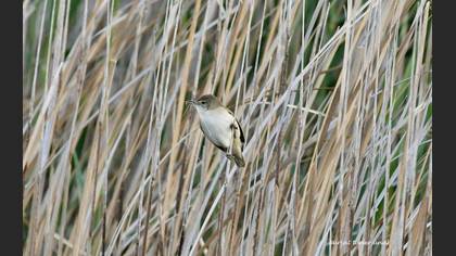 Common Reed Warbler