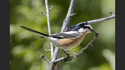 Masked Shrike