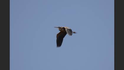 Purple Heron