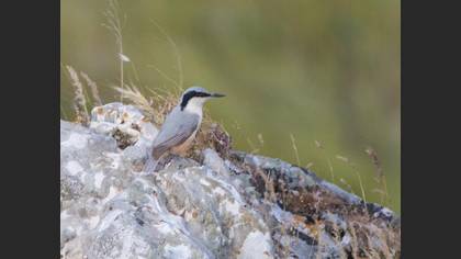 Eastern Rock Nuthatch