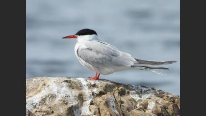 Common Tern