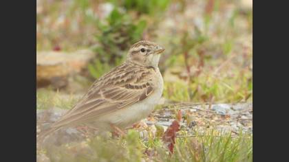 Greater Short-toed Lark