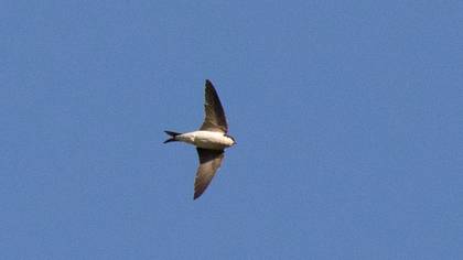 Western House Martin