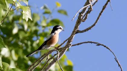 Masked Shrike