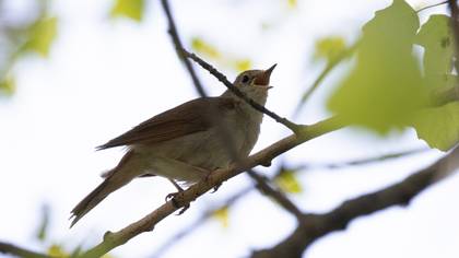 Common Nightingale