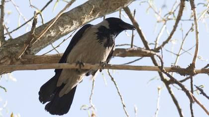 Hooded Crow