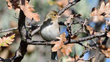 Eurasian Chaffinch