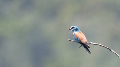 European Roller