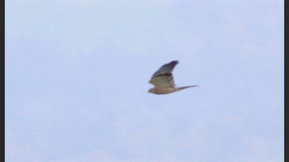 Levant Sparrowhawk