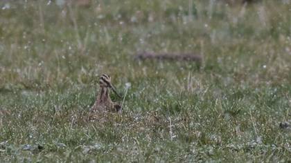 Great Snipe