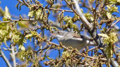 Common Whitethroat