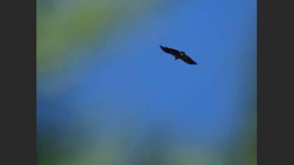 Cinereous Vulture