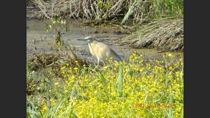 Squacco Heron