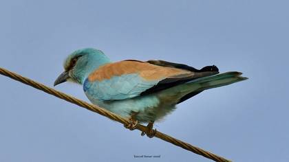 European Roller