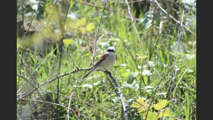 Red-backed Shrike