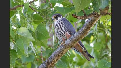 Eurasian Hobby