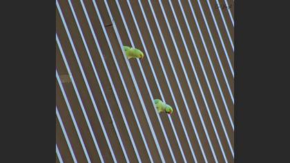 Rose-ringed Parakeet