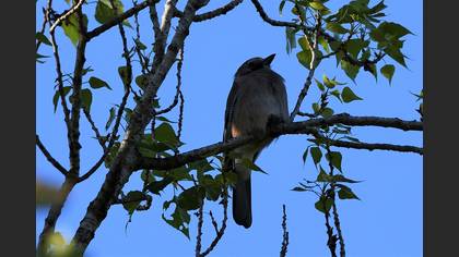 Eurasian Jay