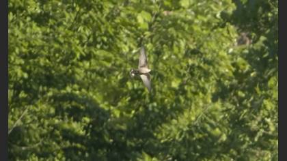 Eurasian Crag Martin