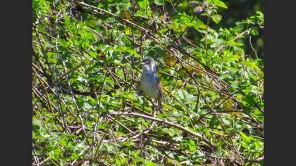 Barred Warbler