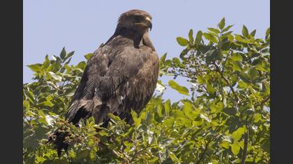 Lesser Spotted Eagle
