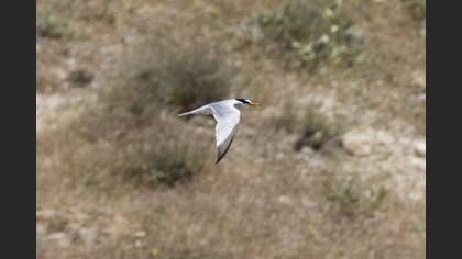 Little Tern