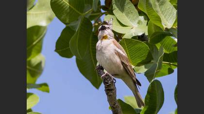 Yellow-throated Sparrow