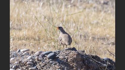 See-see Partridge