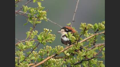 Woodchat Shrike