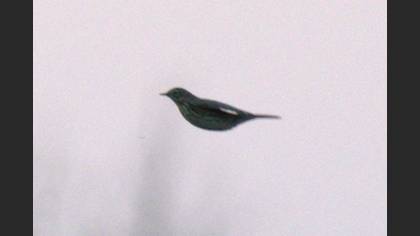 Meadow Pipit