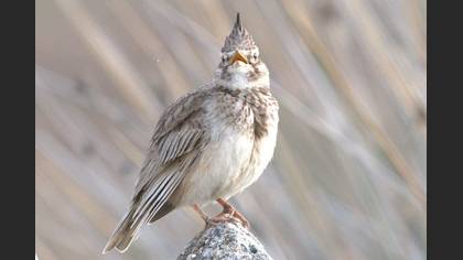 Crested Lark